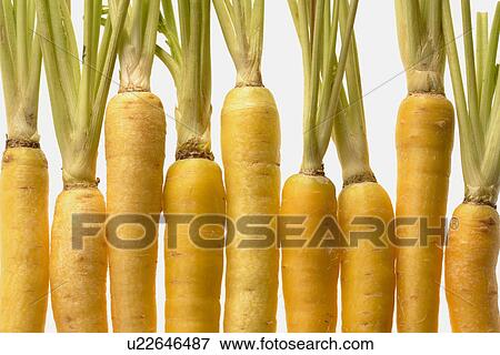 Mini Carrot View Large Photo Image Stock Photo - Mini Carrot. Fotosearch