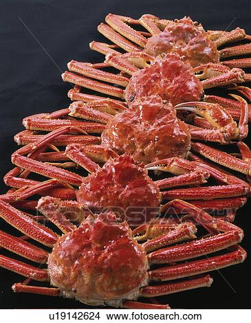 Picture - Snow Crab. Fotosearch
