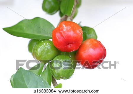 Picture - Acerola. Fotosearch