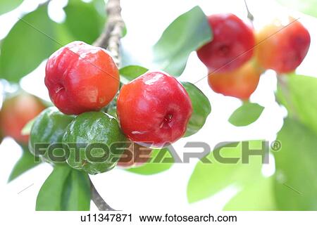 Acerola View Large Photo Image Stock Image - Acerola. Fotosearch
