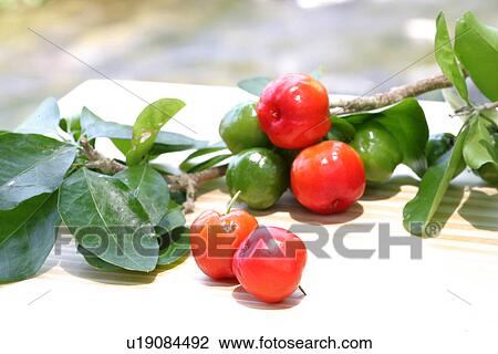 Stock Image - Acerola. Fotosearch