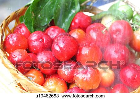 Acerola View Large Photo Image Stock Image - Acerola. Fotosearch