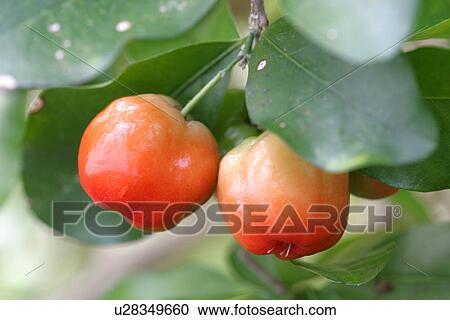 Acerola View Large Photo Image Stock Image - Acerola. Fotosearch