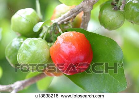 Stock Photograph - Acerola. Fotosearch