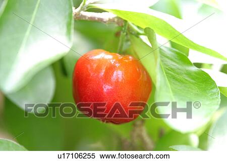 Acerola View Large Photo Image Stock Photography - Acerola. Fotosearch