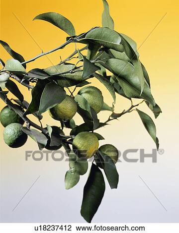 Blue Yuzu Citron View Large Photo Image Stock Image - Blue Yuzu Citron. Fotosearch
