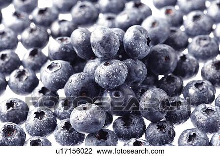 Blueberry View Large Photo Image Stock Image - Blueberry. Fotosearch