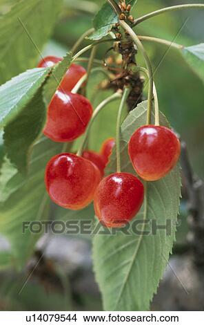 Cherry View Large Photo Image Picture - Cherry. Fotosearch