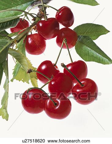 Stock Image - Cherry. Fotosearch