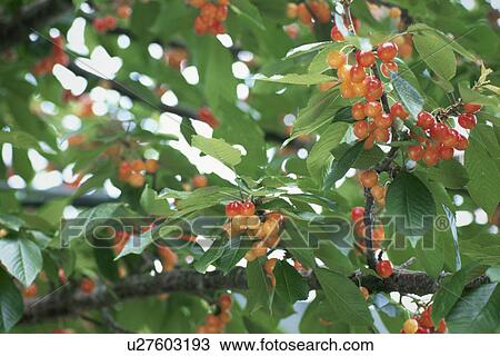 Stock Image - Cherry. Fotosearch