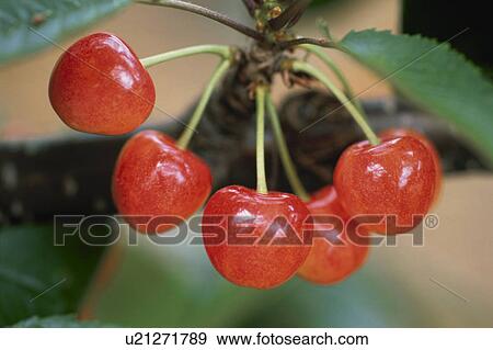 Cherry View Large Photo Image Stock Photo - Cherry. Fotosearch