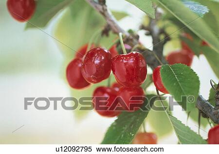 Cherry View Large Photo Image Stock Photography - Cherry. Fotosearch