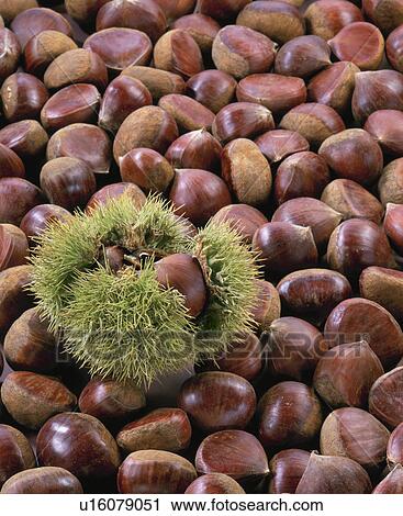 Chestnut View Large Photo Image Stock Image - Chestnut. Fotosearch