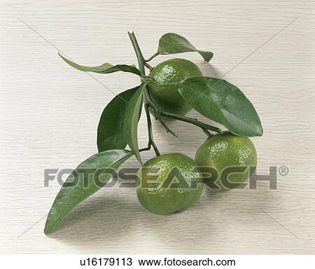 Citrus Depressa View Large Photo Image Stock Image - Citrus Depressa. Fotosearch