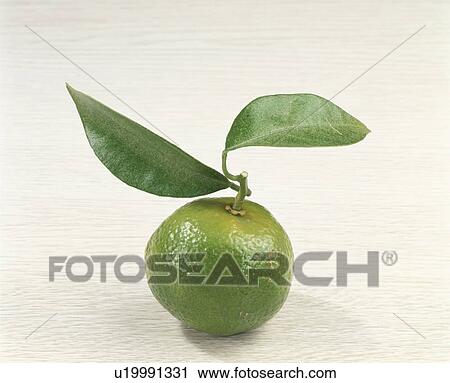 Citrus Depressa View Large Photo Image Stock Image - Citrus Depressa. Fotosearch