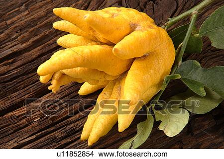 Picture - Citrus Sarcodactylis. Fotosearch