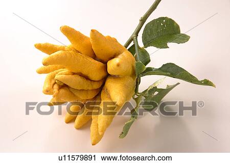 Citrus Sarcodactylis View Large Photo Image Stock Image - Citrus Sarcodactylis. Fotosearch