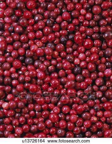 Picture - Cranberry. Fotosearch