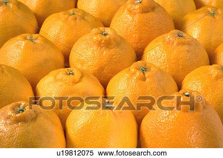 Dekopon View Large Photo Image Stock Photography - Dekopon. Fotosearch