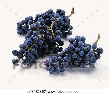 Stock Photo - Grape, Cabernet Sauvignon. Fotosearch