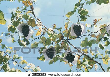 Stock Image - Grape, Kyoho,. Fotosearch