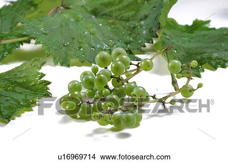 Picture - Grape. Fotosearch