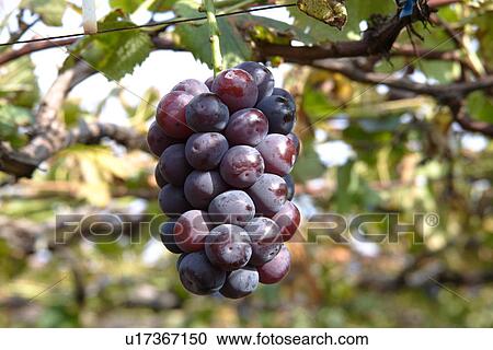 Grape, Pione, View Large Photo Image Stock Image - Grape, Pione,. Fotosearch