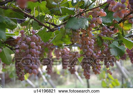 Stock Image - Grapefruit, Koshu. Fotosearch