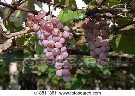 Stock Image - Grapefruit, Koshu. Fotosearch