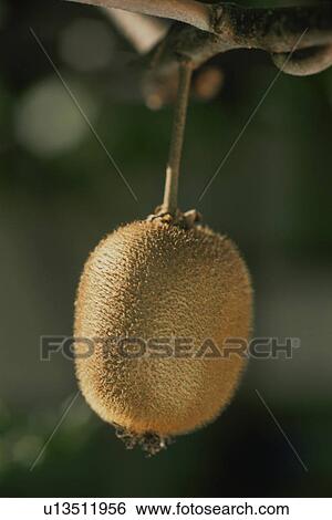 Stock Photograph - Kiwi Berry. Fotosearch