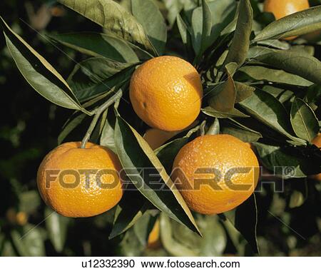 Mandarin Orange View Large Photo Image Stock Image - Mandarin Orange. Fotosearch
