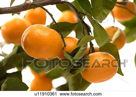 Stock Image - Mandarin Orange With Leaf. Fotosearch