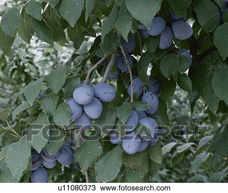 Prune View Large Photo Image Stock Image - Prune. Fotosearch