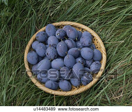 Prune View Large Photo Image Stock Photo - Prune. Fotosearch