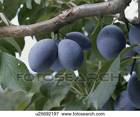 Prune View Large Photo Image Stock Photo - Prune. Fotosearch