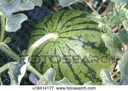 Stock Photo - Watermelon. Fotosearch