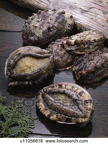 Stock Photo - Abalone. Fotosearch