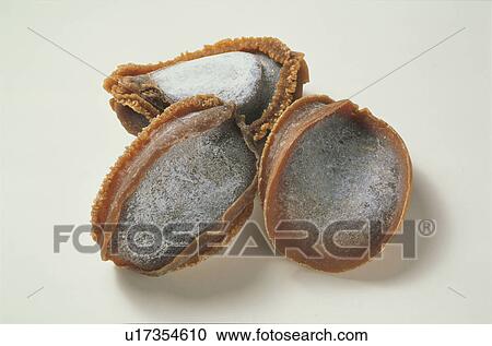 Dried Abalone. View Large Photo Image Stock Image - Dried Abalone.. Fotosearch