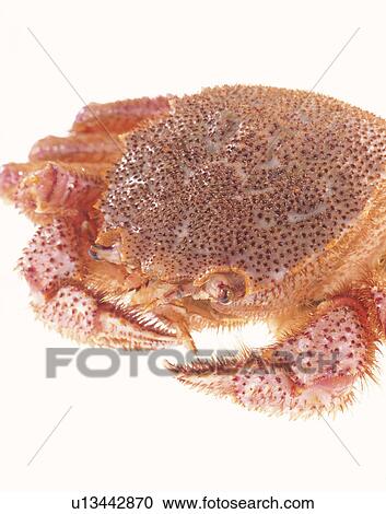 Hairy Crab View Large Photo Image Stock Image - Hairy Crab. Fotosearch