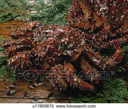Hanasaki Crab View Large Photo Image Stock Photography - Hanasaki Crab. Fotosearch