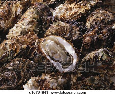 Oyster View Large Photo Image Stock Image - Oyster. Fotosearch