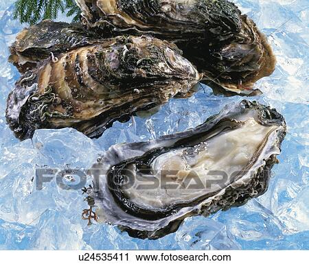 Oyster View Large Photo Image Stock Image - Oyster. Fotosearch