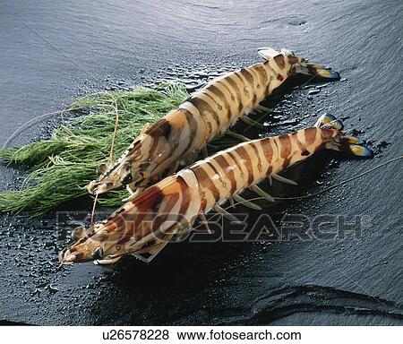 Stock Photo - Prawn. Fotosearch