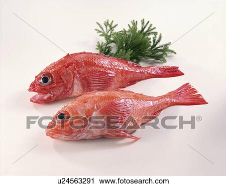 Snapper View Large Photo Image Stock Image - Snapper. Fotosearch