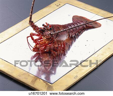 Spiny Lobster View Large Photo Image Stock Image - Spiny Lobster. Fotosearch