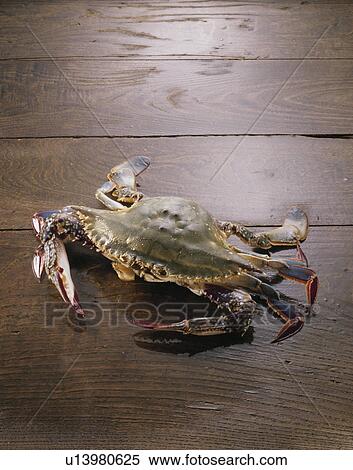Swimming Crab View Large Photo Image Stock Photography - Swimming Crab. Fotosearch