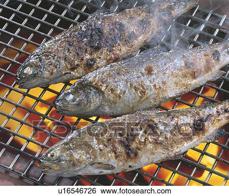 Stock Photograph - Rainbow Trout. Fotosearch