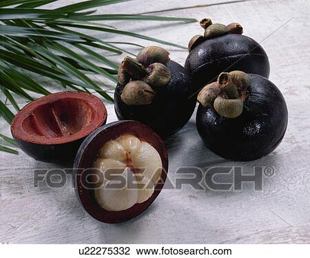 Mangosteen View Large Photo Image Stock Image - Mangosteen. Fotosearch