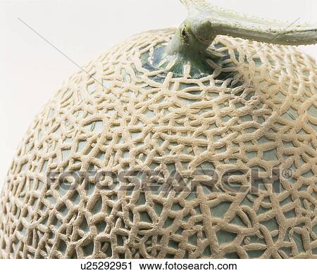 Stock Image - Muskmelon. Fotosearch