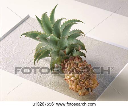 Stock Photograph - Pineapple, Mini,. Fotosearch